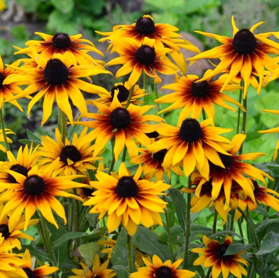 Black Eyed Susan - Gloriosa Daisies Mix Seeds - Botanical Name: Rudbeckia hirta