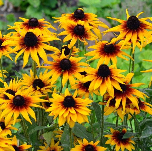 Black Eyed Susan - Gloriosa Daisies Mix Seeds - Botanical Name: Rudbeckia hirta