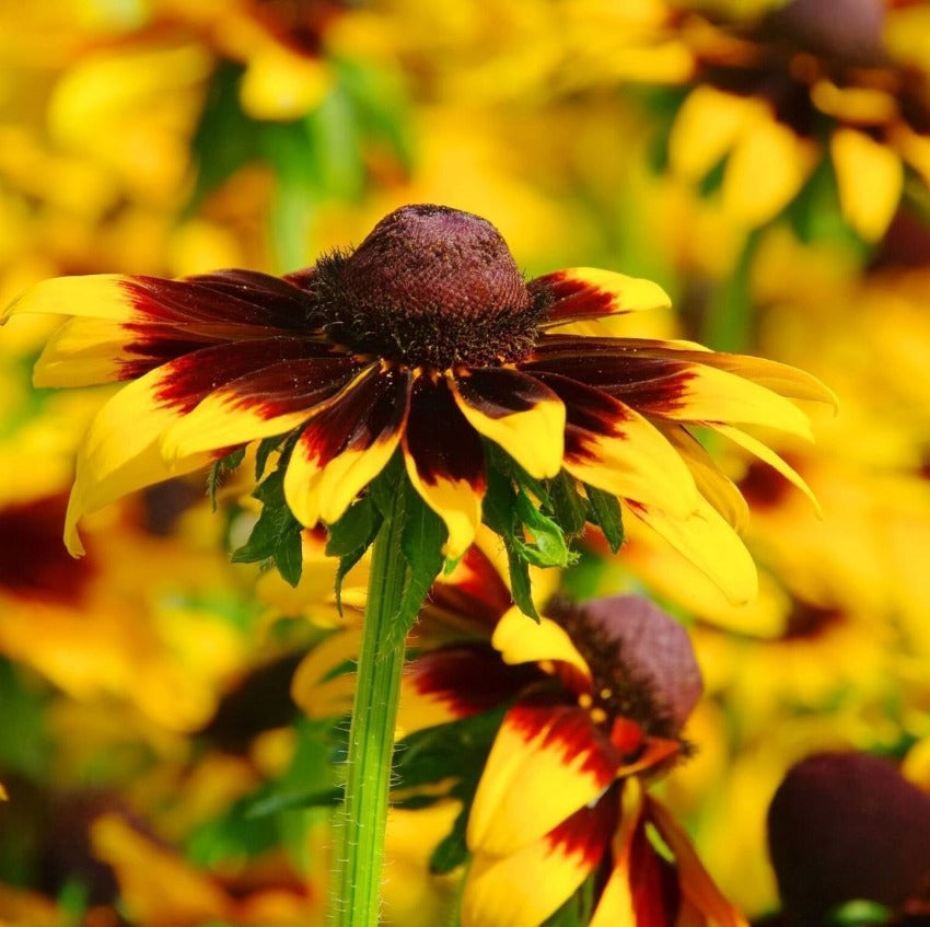 Black Eyed Susan - Gloriosa Daisies Mix Seeds - Botanical Name: Rudbeckia hirta