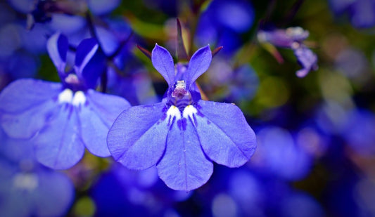 Lobelia Crystal Palace Seeds