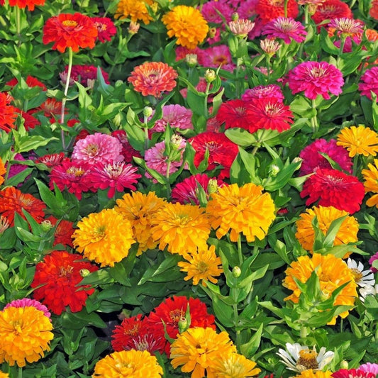 Zinnia Cut Flower Blend Seeds