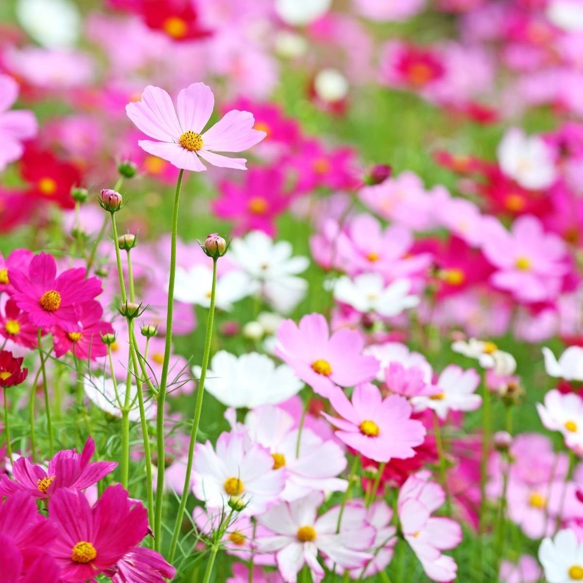 Cosmos Sensation Mix Flower Seeds