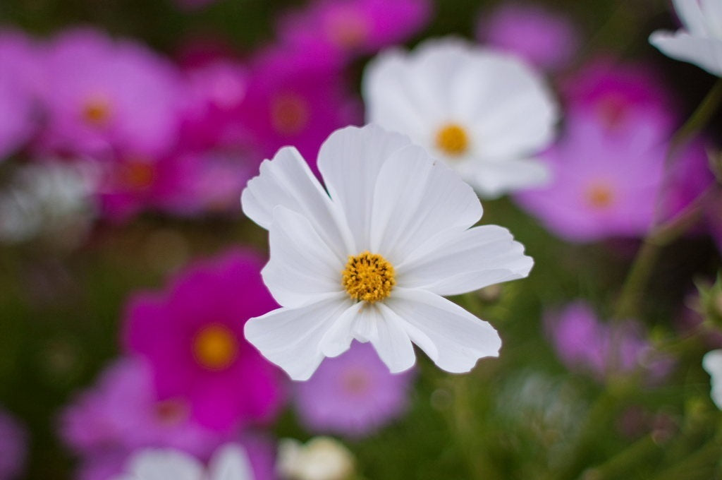 Cosmos Sensation Mix Flower Seeds