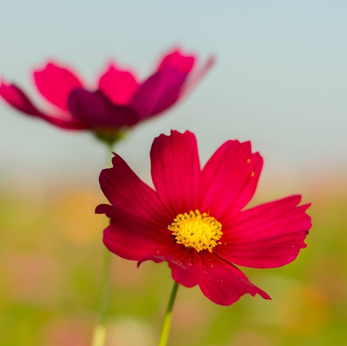 Cosmos Sensation Mix Flower Seeds