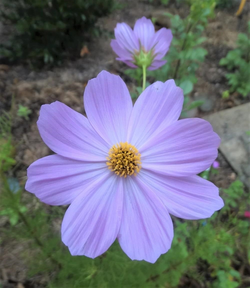 Cosmos Sensation Mix Flower Seeds