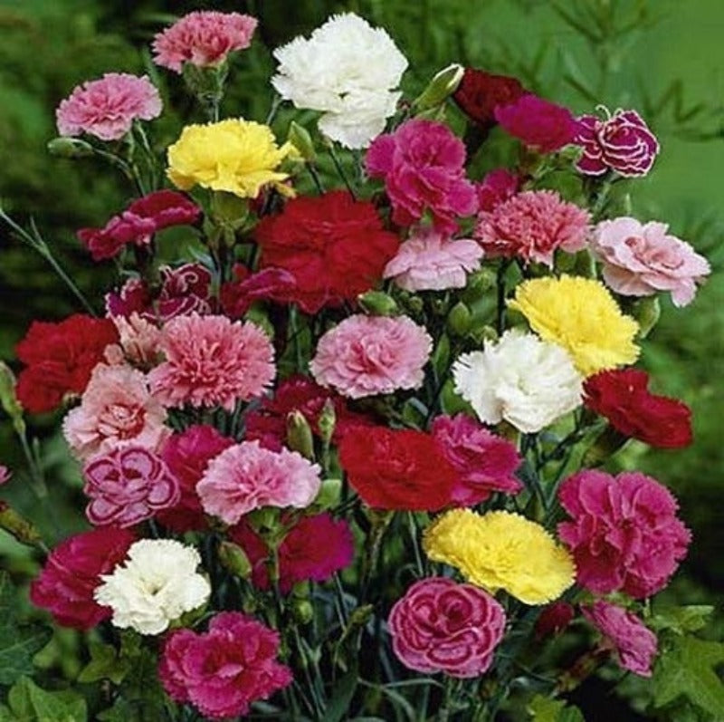 Carnation - Finest Choice Double Mixed Flower Seeds - Botanical Name: Dianthus caryophyllus