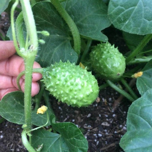 Cucumber - West Indian Gherkin Seeds