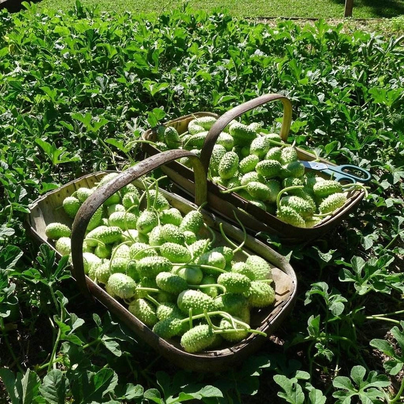 Cucumber - West Indian Gherkin Seeds