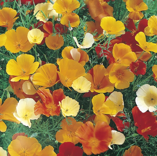 Poppy - Californian Poppy Single Flower Seeds