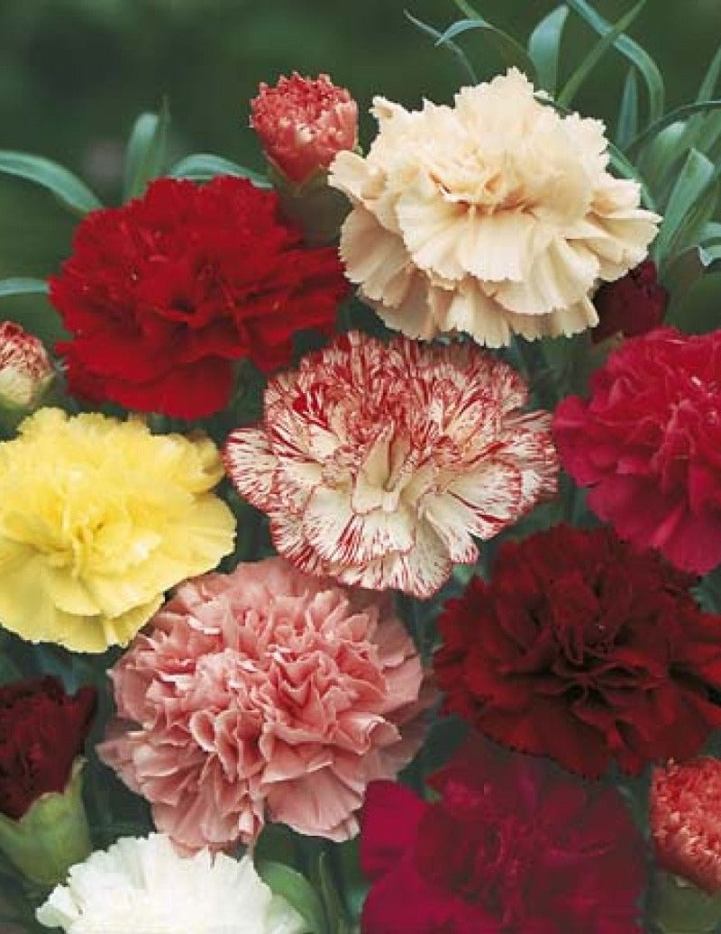 Carnation - Finest Choice Double Mixed Flower Seeds - Botanical Name: Dianthus caryophyllus