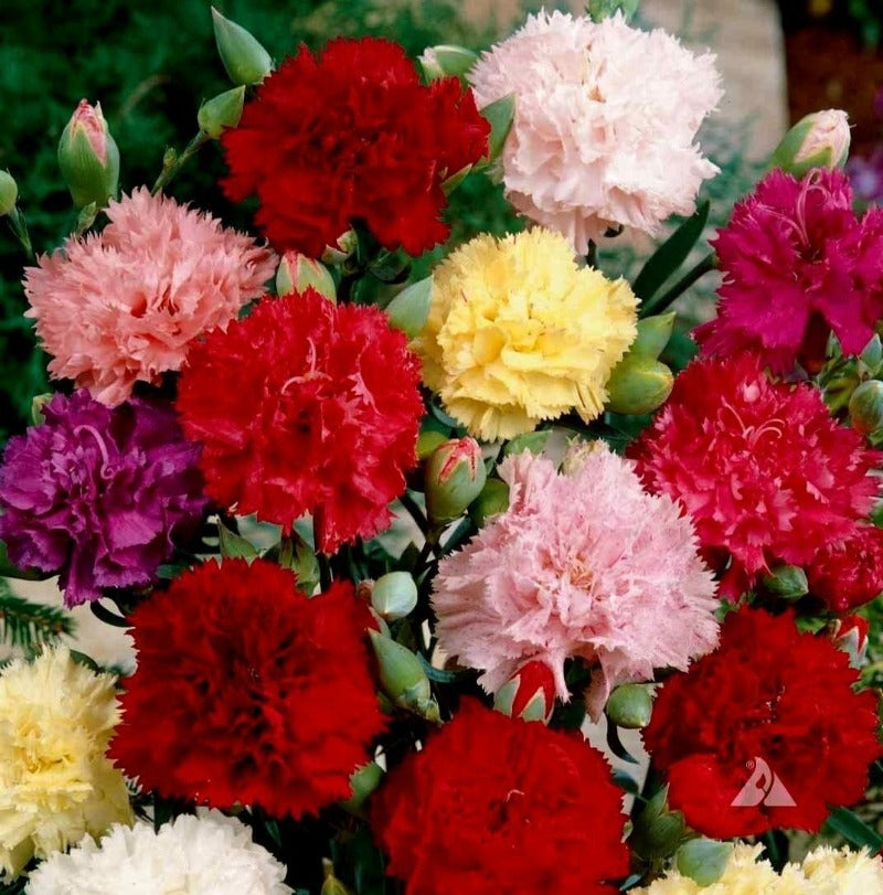 Carnation - Finest Choice Double Mixed Flower Seeds - Botanical Name: Dianthus caryophyllus