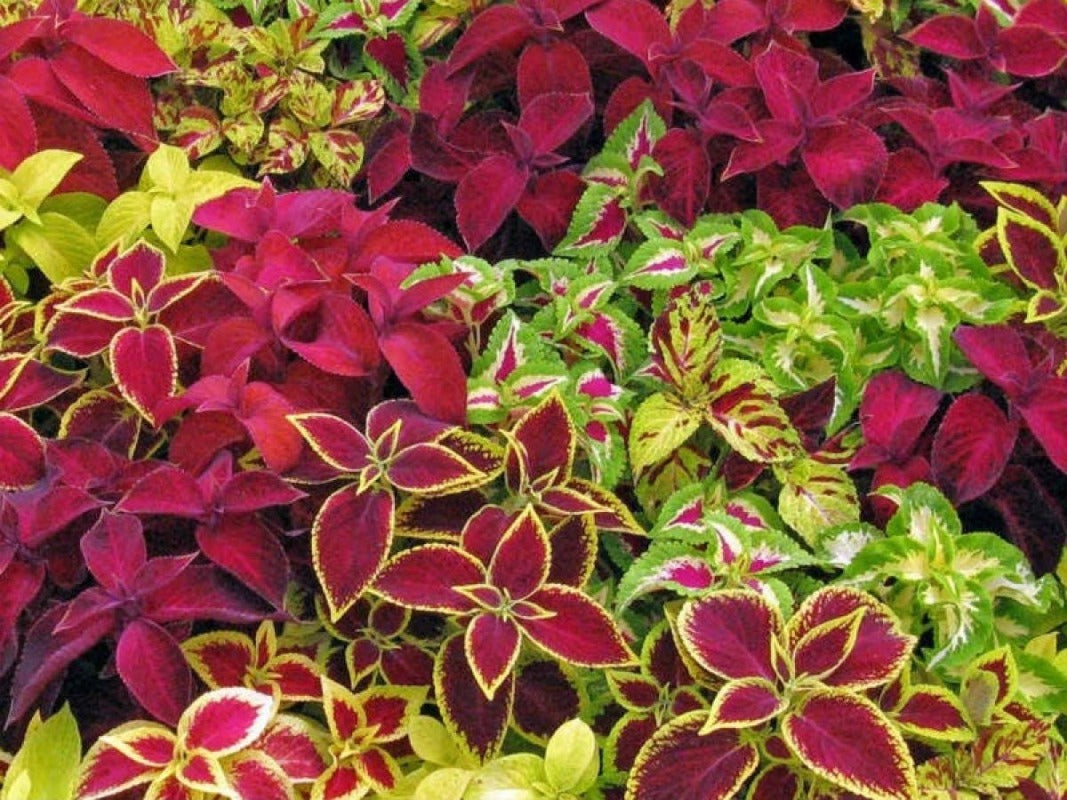 Coleus Mixed Rainbow Seeds