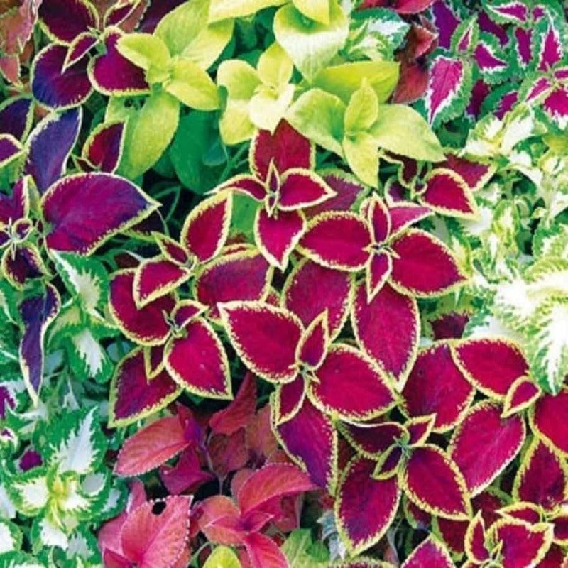 Coleus Mixed Rainbow Seeds