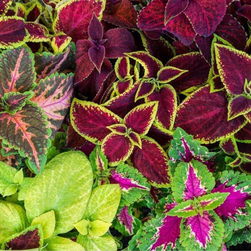 Coleus Mixed Rainbow Seeds