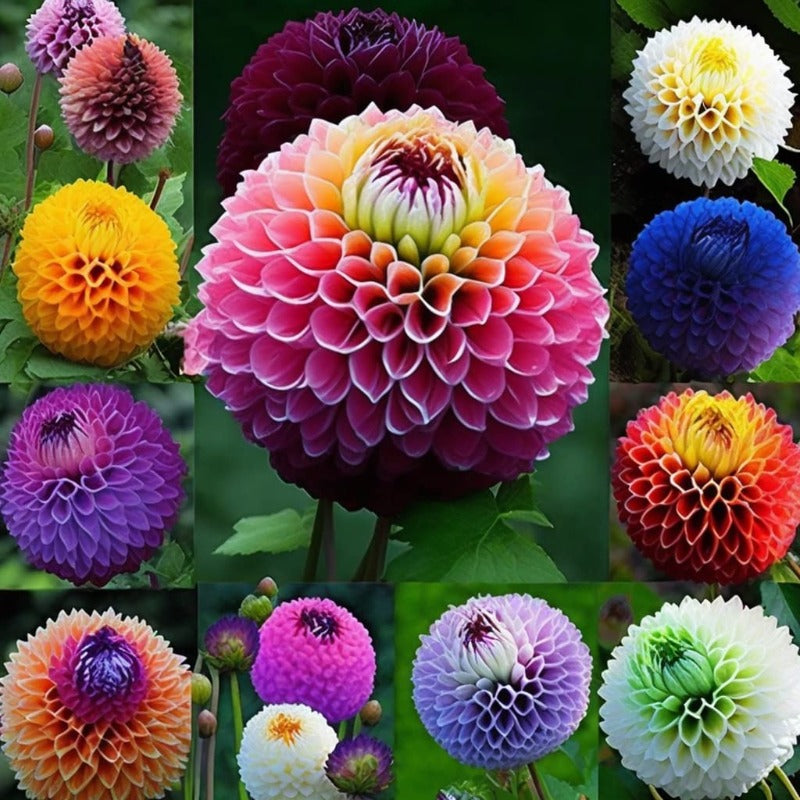 Dahlia Pompon Mixed Seeds