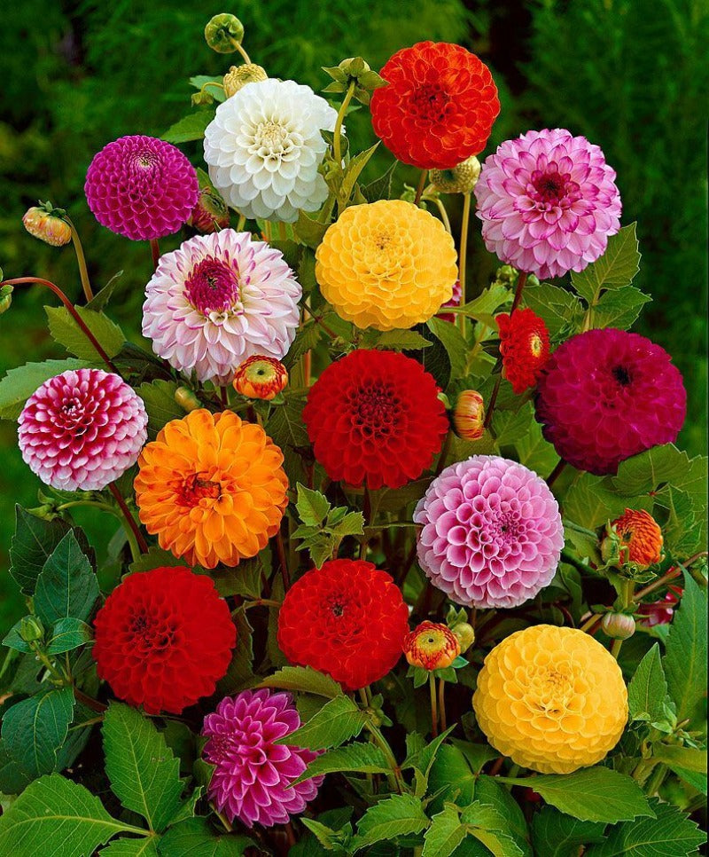 Dahlia Pompon Mixed Seeds