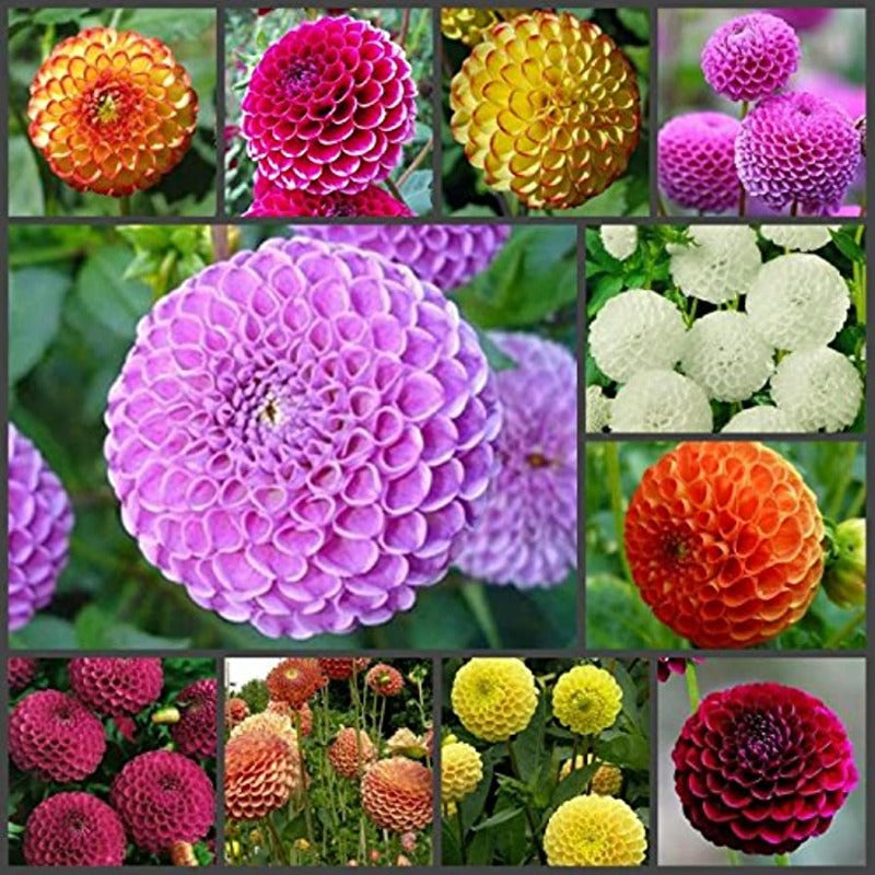 Dahlia Pompon Mixed Seeds