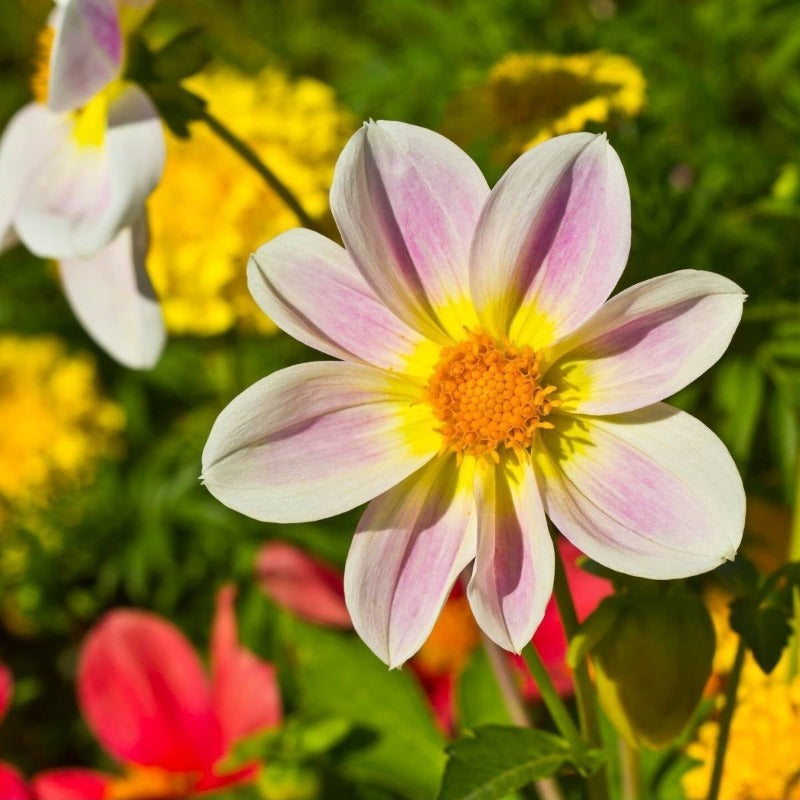 Dahlia - Unwins Bedding Mix