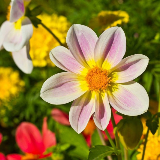 Dahlia - Unwins Bedding Mix