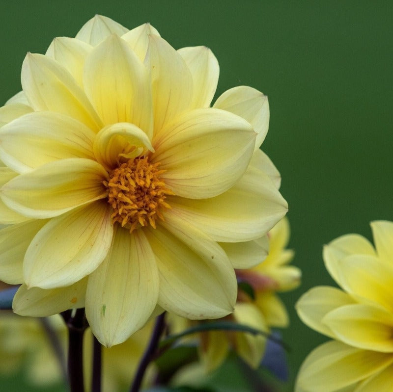 Dahlia - Unwins Bedding Mix