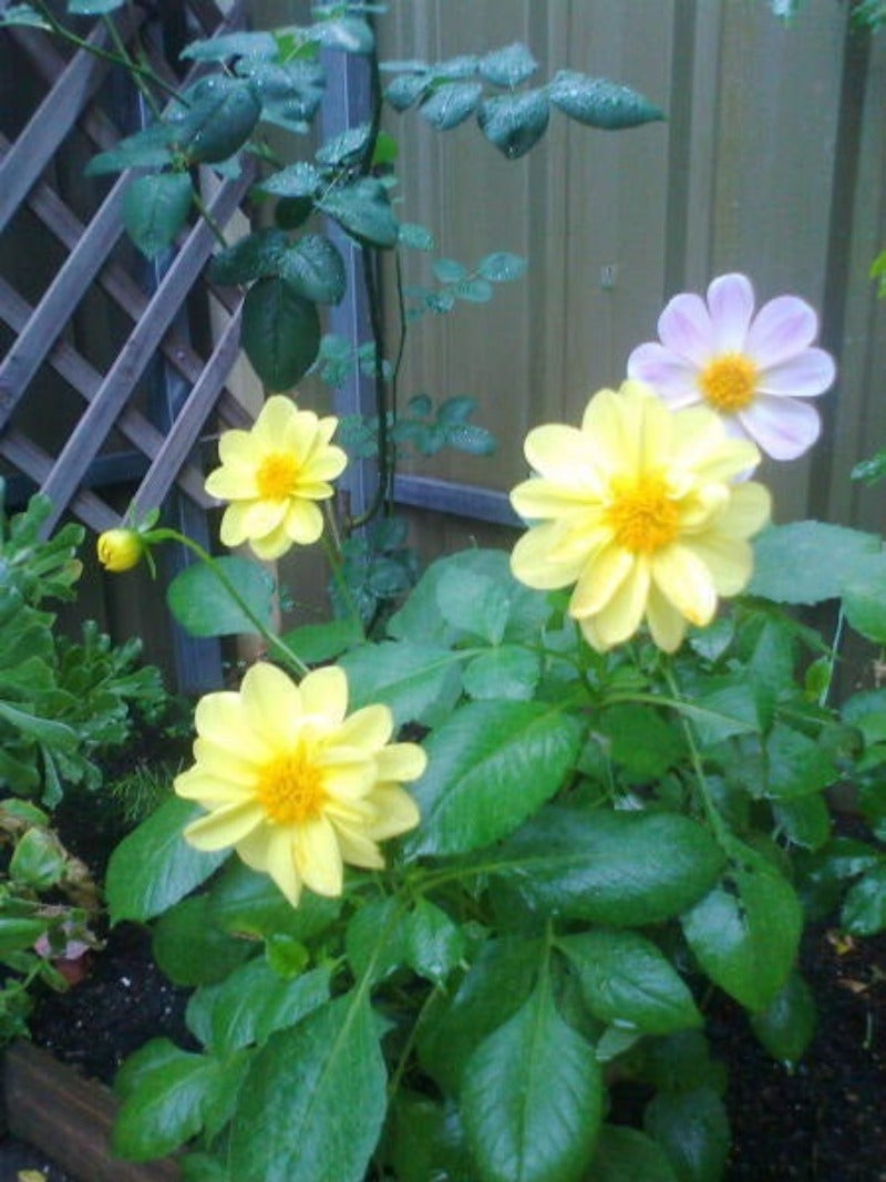 Dahlia - Unwins Bedding Mix