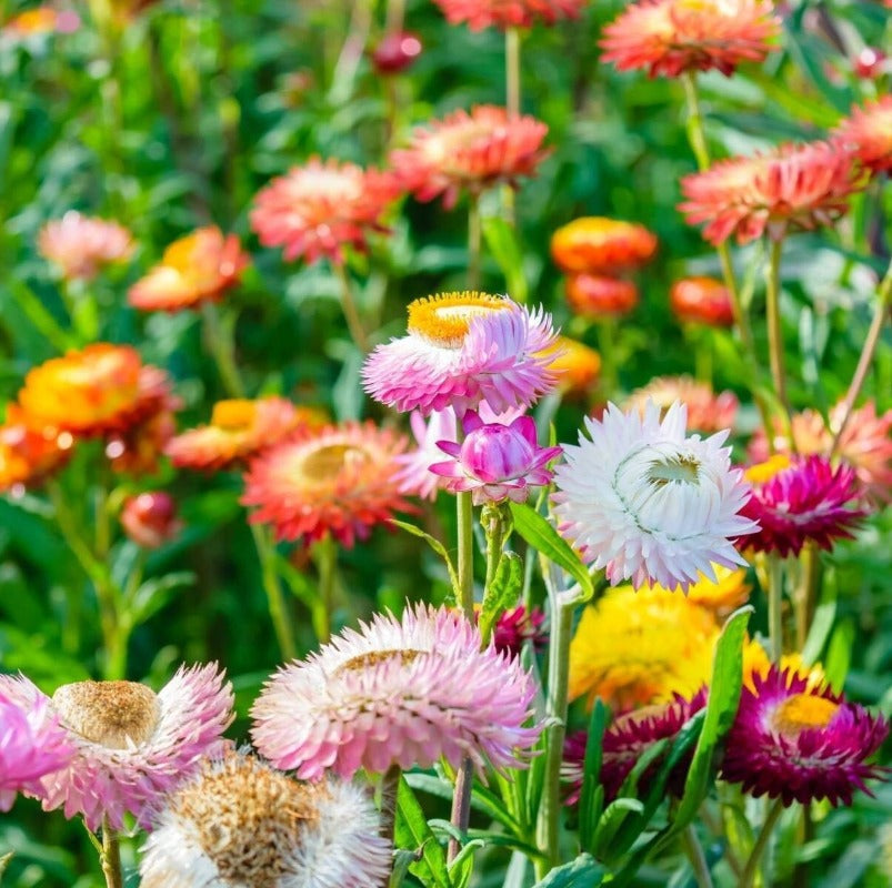 Everlasting Daisy – Mixed Flower Seeds - Botanical Name: Xerochrysum bracteatum