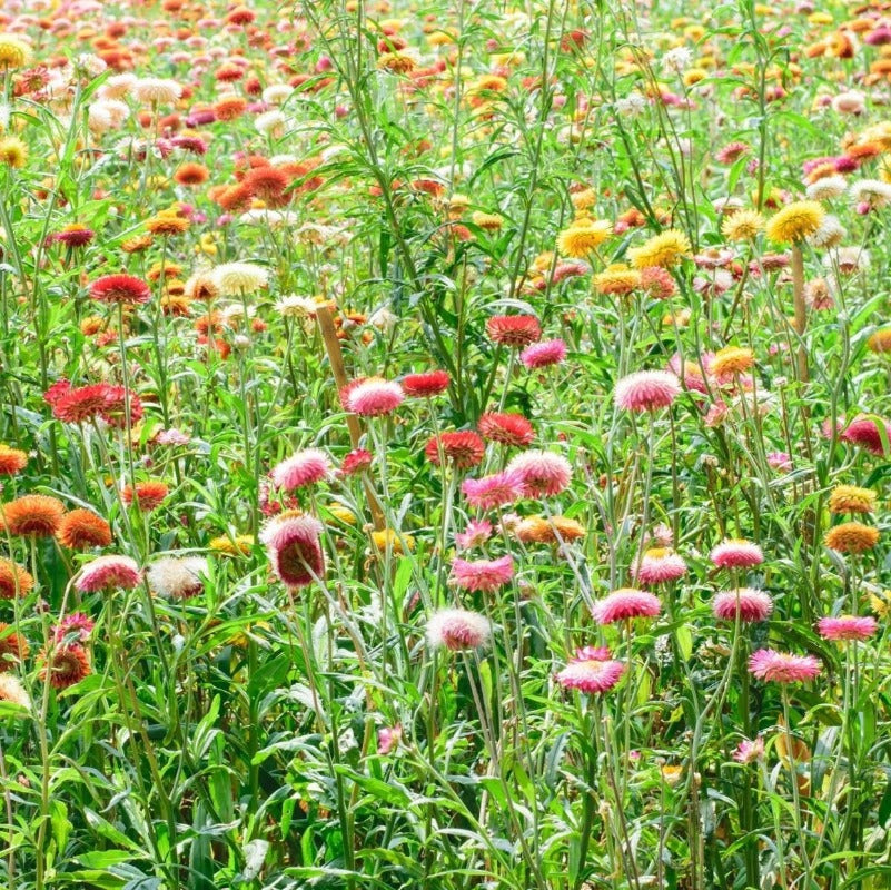 Everlasting Daisy – Mixed Flower Seeds - Botanical Name: Xerochrysum bracteatum