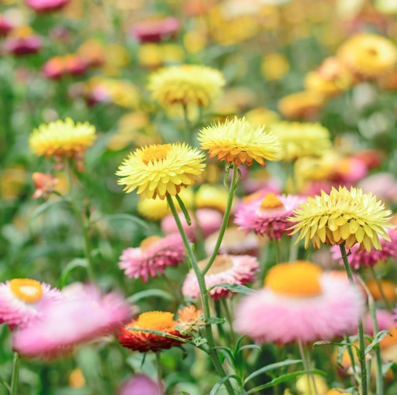 Everlasting Daisy – Mixed Flower Seeds - Botanical Name: Xerochrysum bracteatum