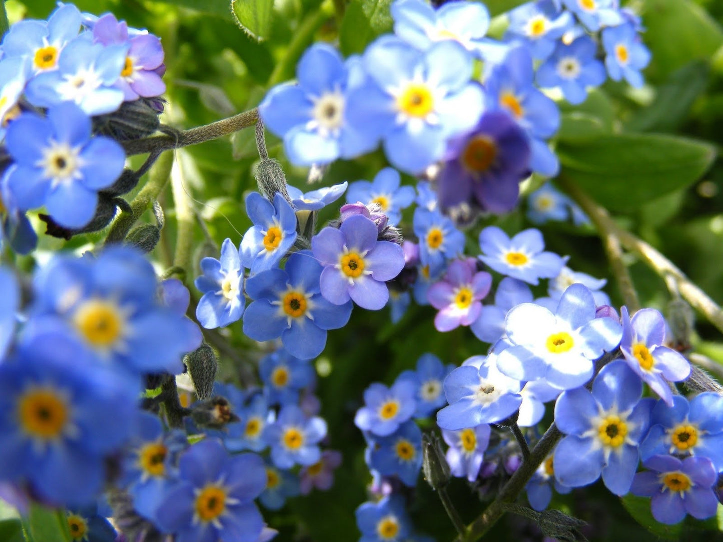 Forget Me Not Blue Mist Flower Seeds