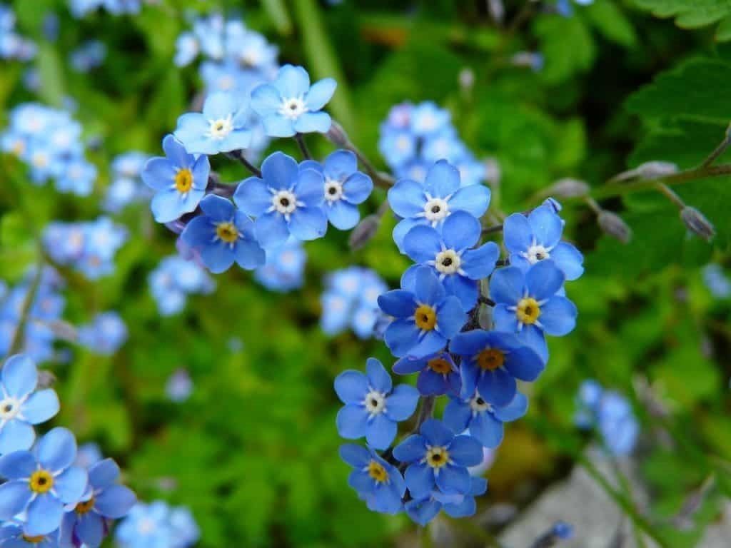 Forget Me Not Blue Mist Flower Seeds