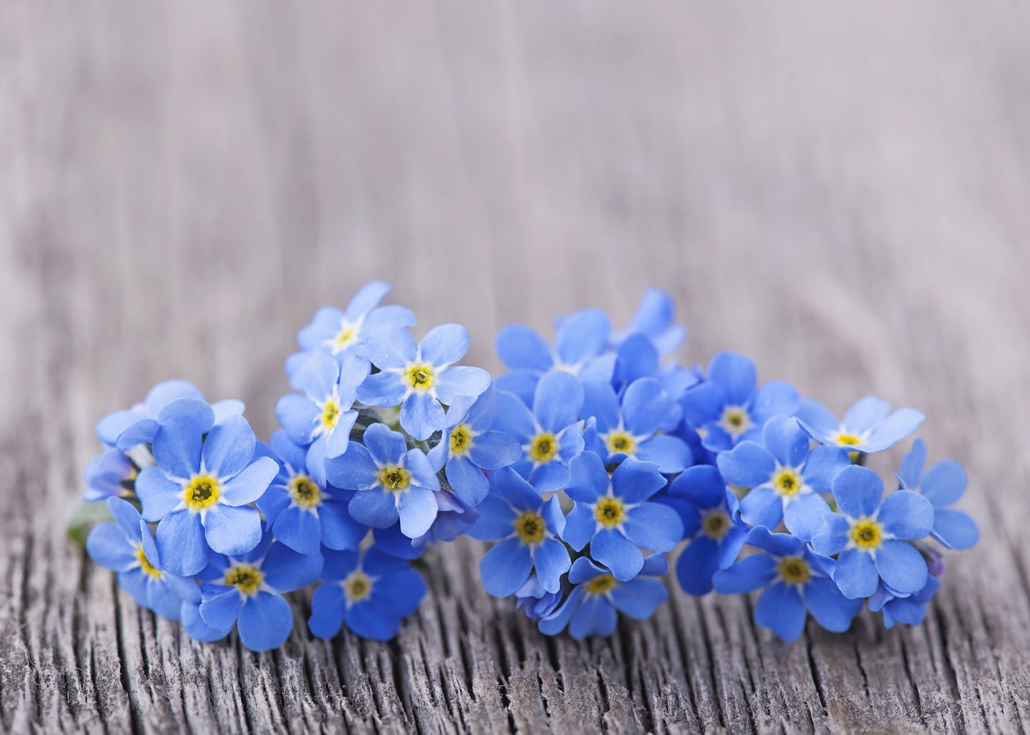 Forget Me Not Blue Mist Flower Seeds