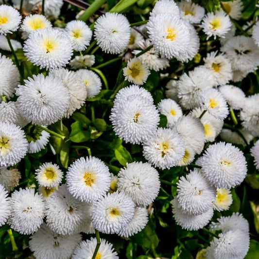 Black Eyed Susan - Gloriosa Daisies Mix Seeds - Botanical Name: Tanacetum parthenium