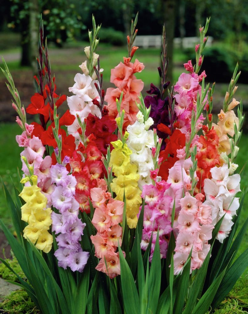 Gladiolus Mixed Colour Seeds 