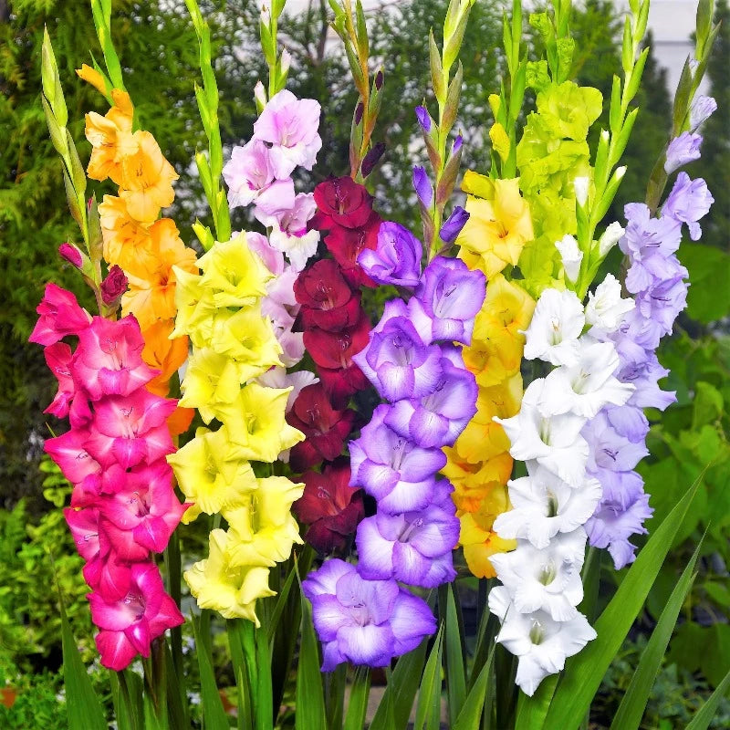 Gladiolus Mixed Colour Seeds 