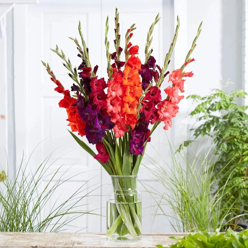 Gladiolus Mixed Colour Seeds 