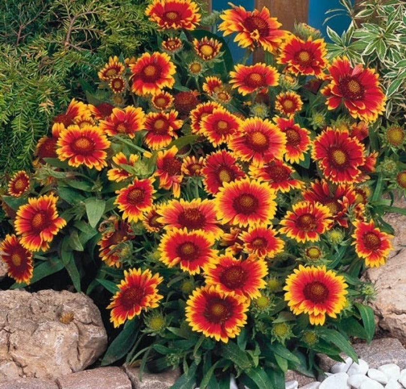 Gaillardia – Single Flower Mix Seeds - Botanical Name: Gaillardia grandiflora