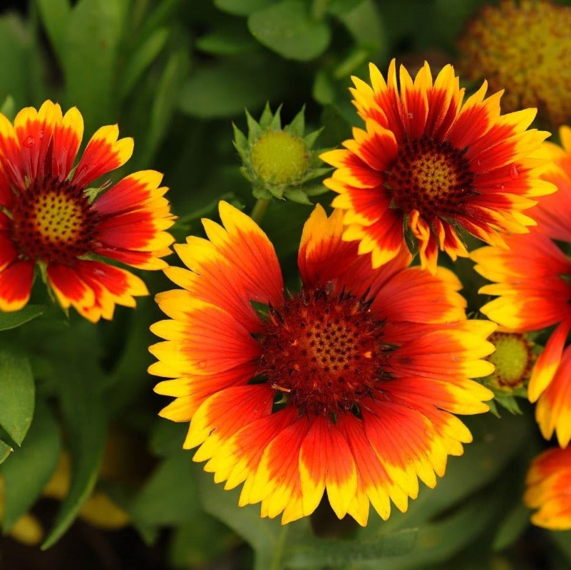 Gaillardia – Single Flower Mix Seeds - Botanical Name: Gaillardia grandiflora