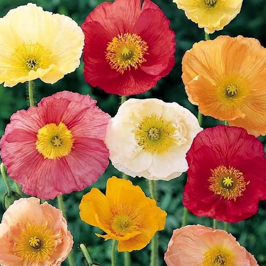 Poppy - Iceland Poppy Flower Seeds