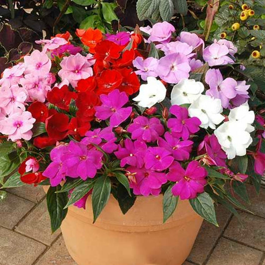 Impatiens Bizzie Lizzie Flower Seeds