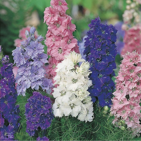 Larkspur Dwarf Hyacinth Seeds