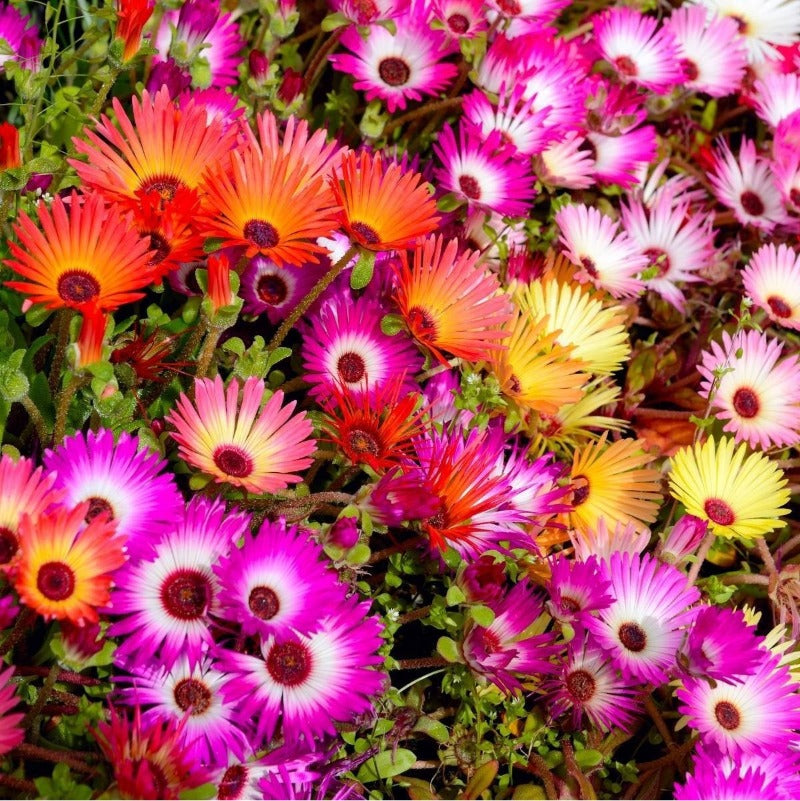 Livingstone Daisy Mixed Seeds