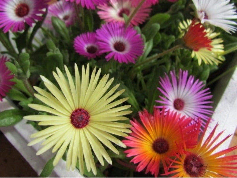 Livingstone Daisy Mixed Seeds