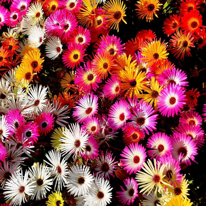 Livingstone Daisy Mixed Seeds