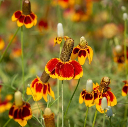 Mexican Hat Flower Seeds - Botanical Name: Ratibida columnifera