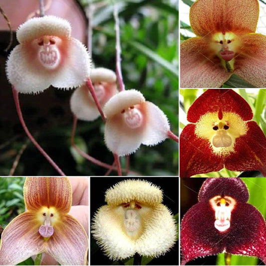 Monkey Face Flower Seeds