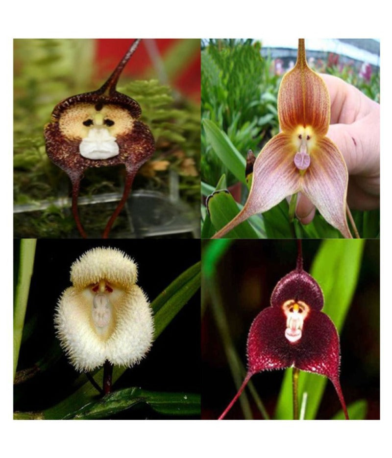 Monkey Face Flower Seeds