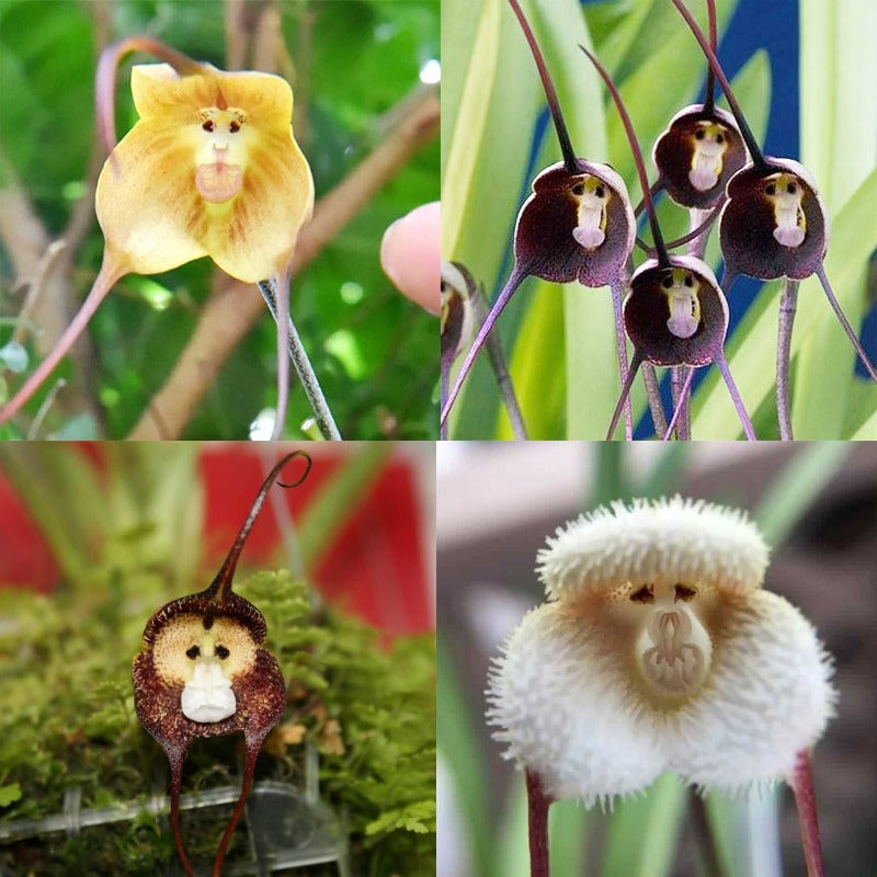 Monkey Face Flower Seeds