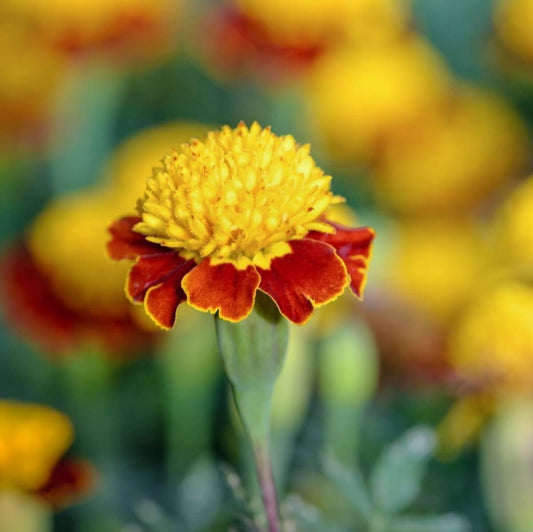 Marigold - French Tiger Eyes Flower Seeds