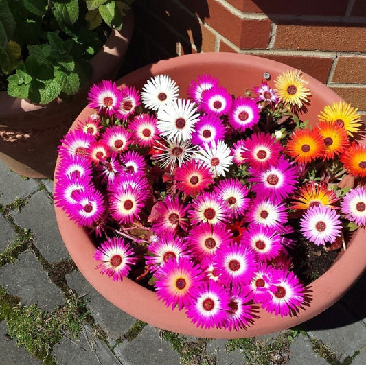 Mesembryanthemum Flower Seeds - Botanical Name: Mesembryanthemum bellidiformis