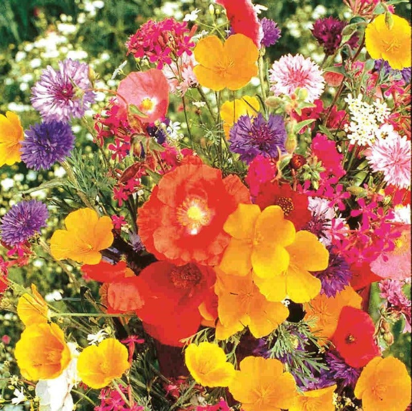 Cottage Garden Mixed Flower Seeds